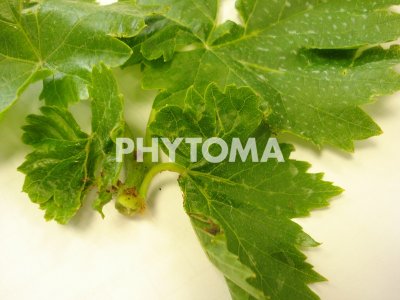 Tetranychus urticae Koch.